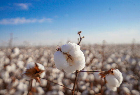 Equipe Koppert produz artigo para Revista Inovar sobre principais desafios e perspectivas quanto ao uso de biológicos na cultura do algodão.