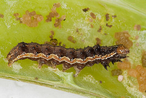 Helicoverpa armigera