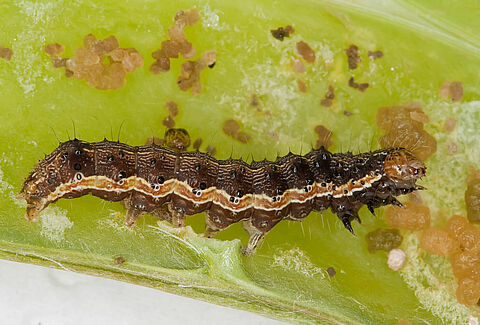 Helicoverpa armigera
