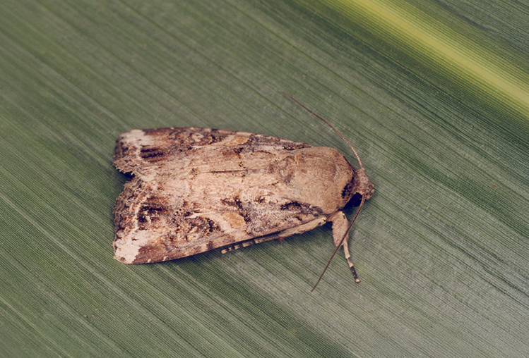 Provivi e Koppert do Brasil firmam parceria em soluções sustentáveis de controle de pragas à base de feromônios para a Agricultura Brasileira