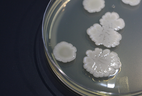 Caravan agora está disponível para a Cana-de-açúcar