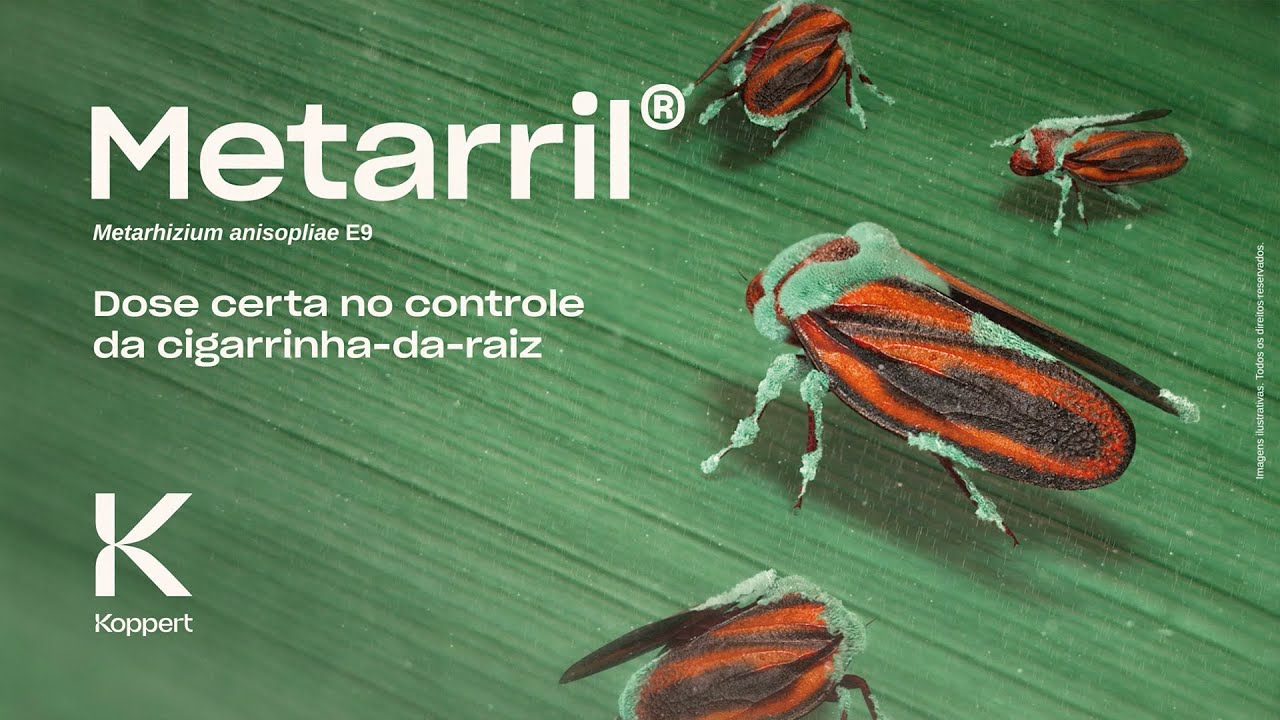 Metarril® (Metarhizium anisopliae E9): Dose certa no controle da cigarrinha-da-raiz