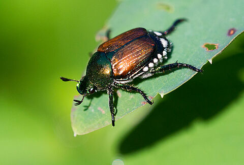 Japanese beetle