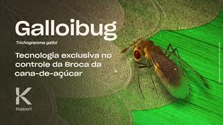 Galloibug (Trichogramma galloi): Tecnologia exclusiva no controle da Broca da cana-de-açúcar
