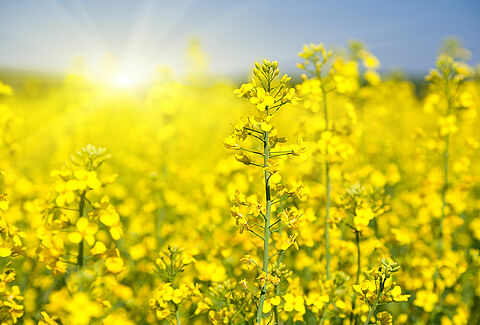 Canola