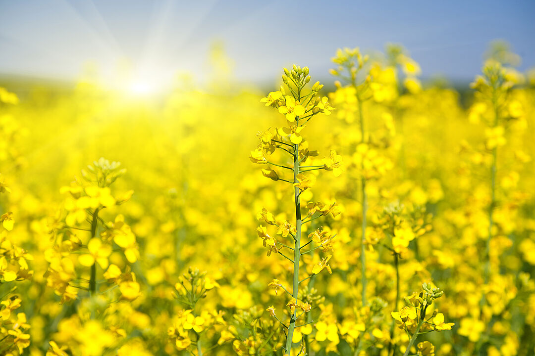 Canola | Controle biológico em grãos