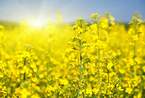 Canola