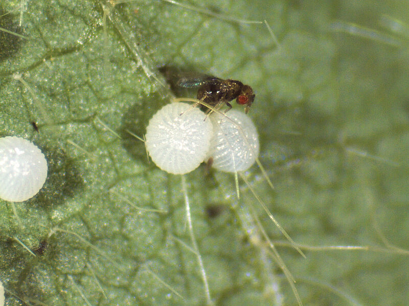 trichogramma_pretiosum.jpg