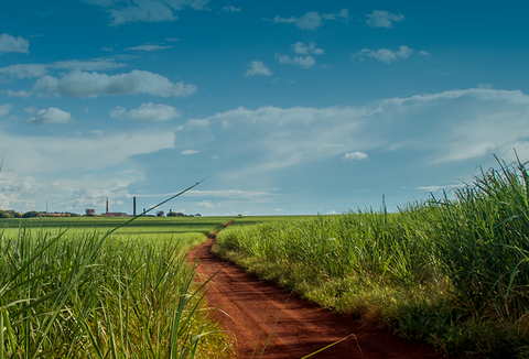 Artigo: Estratégias para um plantio de Cana-de-Açúcar de excelência