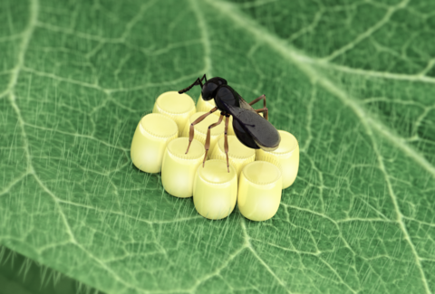 Podisibug