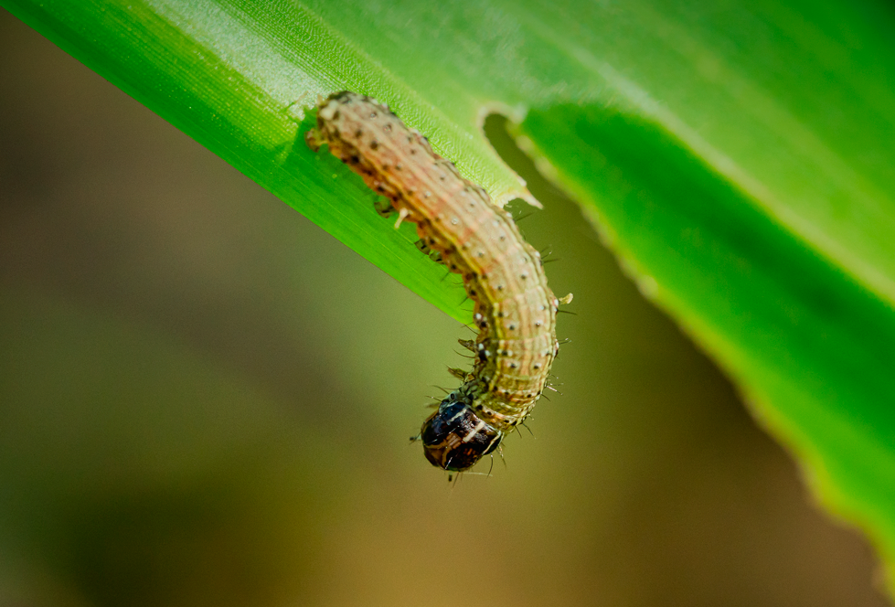 Novo inseticida biológico controla lagartas Spodoptera e promove maior rentabilidade aos produtores