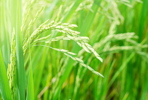 Arroz