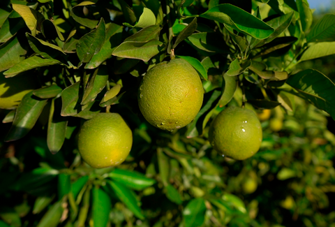 Estudo de pesquisadores da Koppert sobre Diaphorina citri é publicado pelo Scientific Reports
