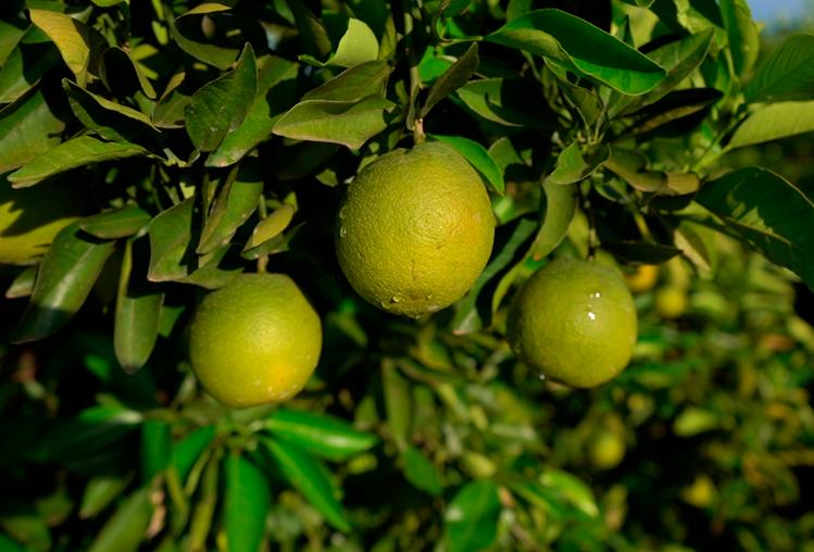 Estudo de pesquisadores da Koppert sobre Diaphorina citri é publicado pelo Scientific Reports