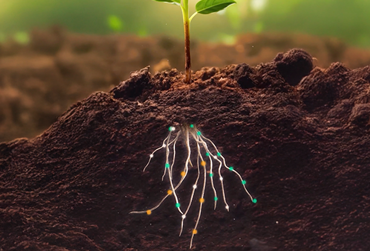 Chevelle (Bacillus amyloliquefaciens): Tecnologia e proteção para as raízes contra o ataque de nematoides