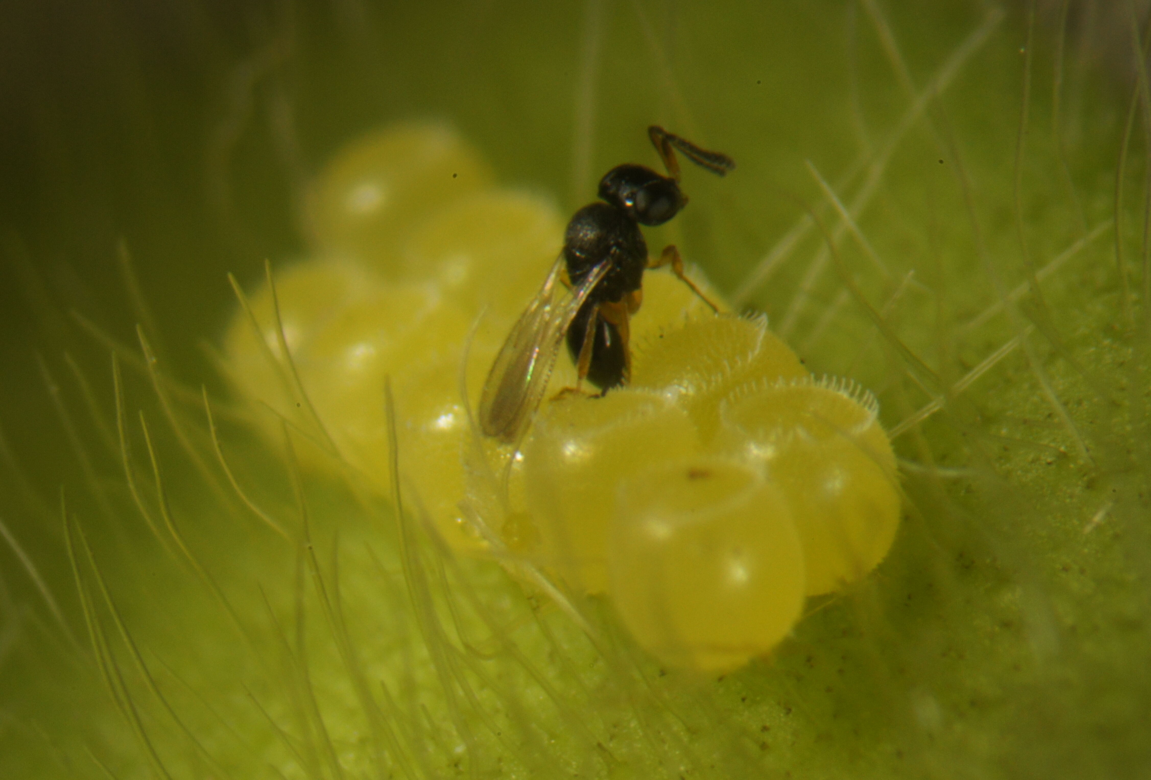 Produtor brasileiro já pode utilizar controle biológico para combater o percevejo-marrom