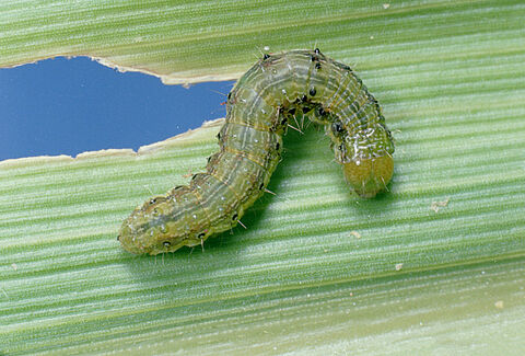 Lagarta-da-espiga do milho