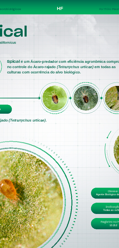 Spical-C - Lâmina HF