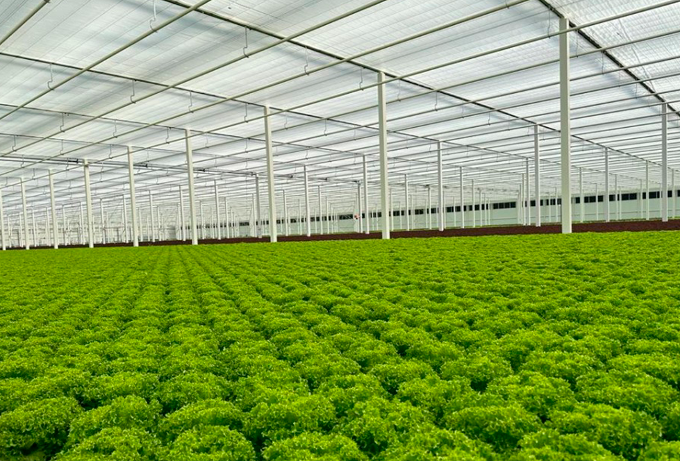 Além da COP28: próximo da grande discussão global sobre o clima, visitamos a maior produção de alface dos Emirados Árabes Unidos, em Dubai