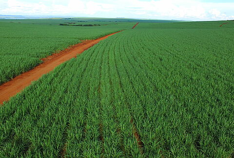 Cana-de-açúcar