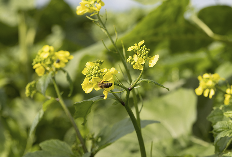 Artigo: Abelhas: Chave para o equilíbrio ecológico e aumento da produtividade na agricultura