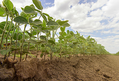Podridão das raízes