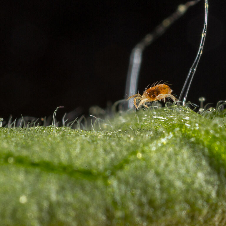 Two-spotted spider mite Tetranychus utricae