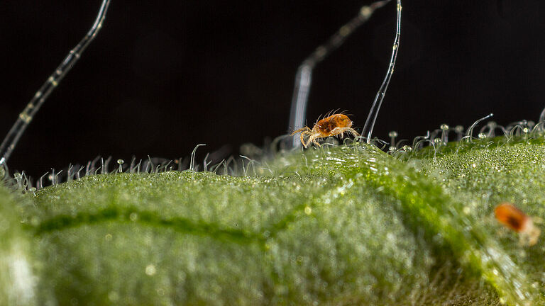 Two-spotted spider mite Tetranychus utricae