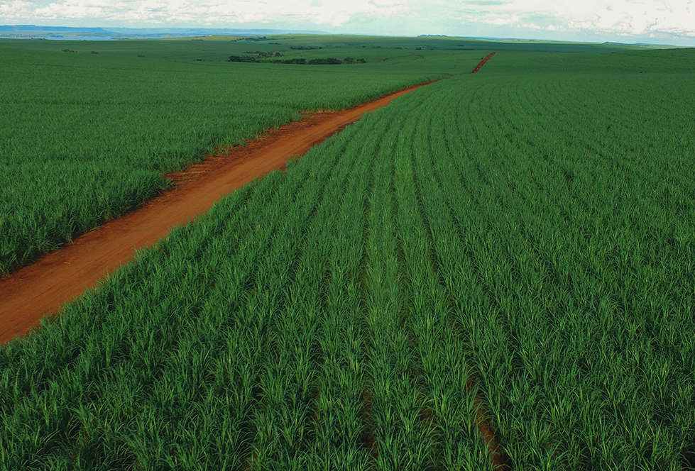 Cana bisada exige cuidados extras para chegar saudável e produtiva à próxima safra