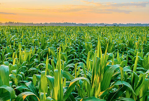 Koppert participa de eventos sobre a cultura do milho