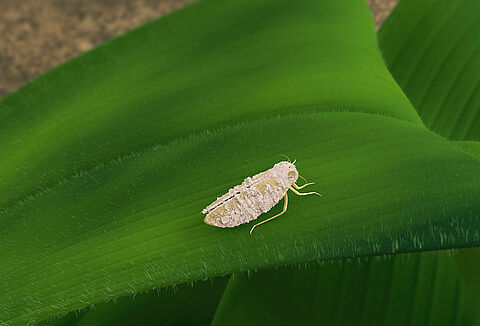 Biológicos: a chave para o manejo eficaz da cigarrinha-do-milho
