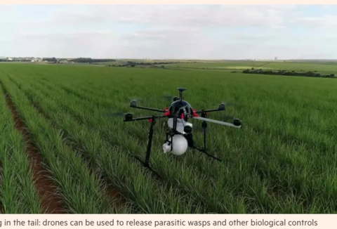 Koppert é destaque na imprensa nacional e internacional