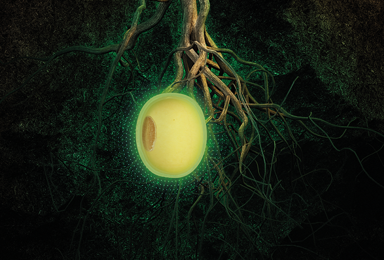 Trichodermil FS® é a nova aposta da Koppert para o tratamento industrial de sementes