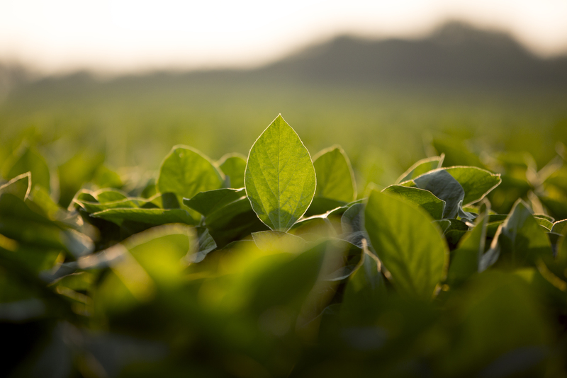 Soy leaves plantation with blur background