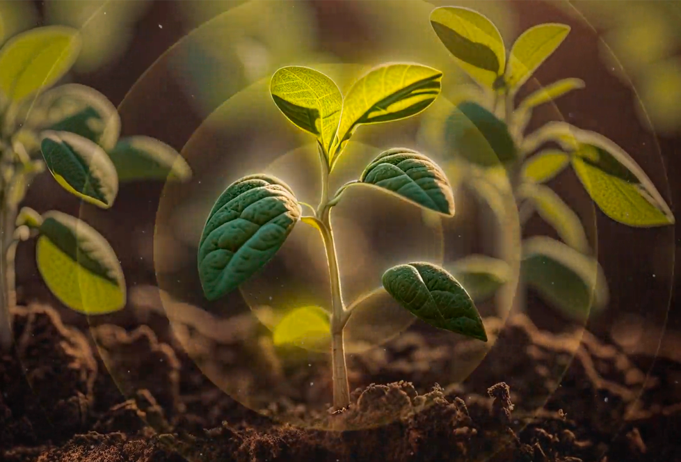 Stingray (Ascophyllum nodosum): Mais vigor, produtividade e qualidade para as plantas