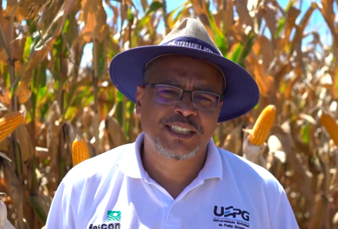 Desafios da cigarrinha-do-milho