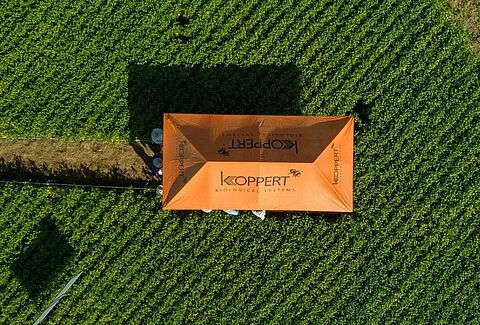 Dia de campo RURAL BRASIL em Querência - MT