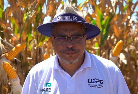 Manejo integrado para controle da cigarrinha-do-milho