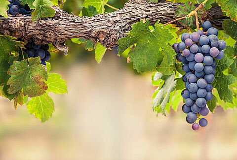 Uvas