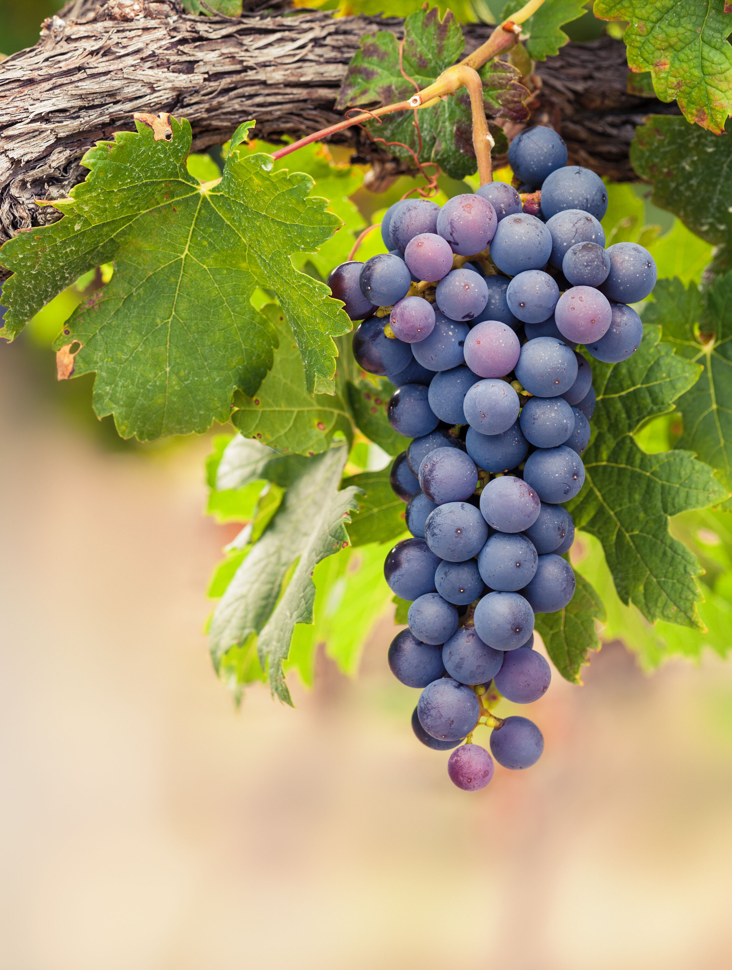 Terranem - Lâmina Cana