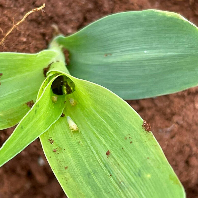 Maize leafhopper Dalbulis maidis infected by Octane