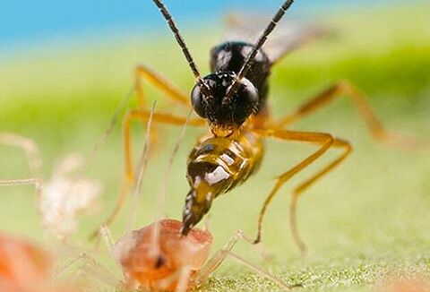 Aplicativo de compatibilidade de produtos Koppert: Grande aliado no campo