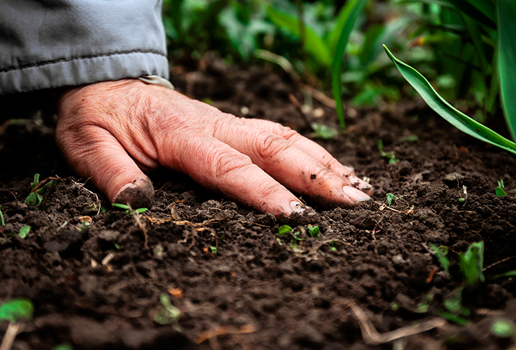 Com 100% de energia gerada a partir de fontes renováveis, Koppert Brasil se consolida como referência em sustentabilidade e inovação no agronegócio