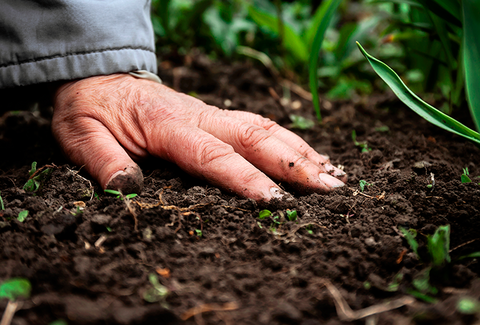 Com 100% de energia gerada a partir de fontes renováveis, Koppert Brasil se consolida como referência em sustentabilidade e inovação no agronegócio