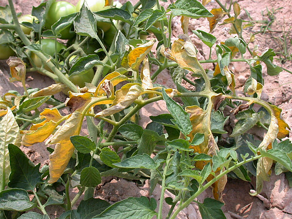 Fusarium | Prevenção, controle e danos