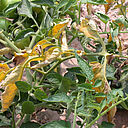 Basal rot Fusarium oxysporum on Tomato