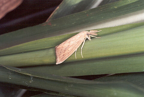 Broca da cana-de-açúcar