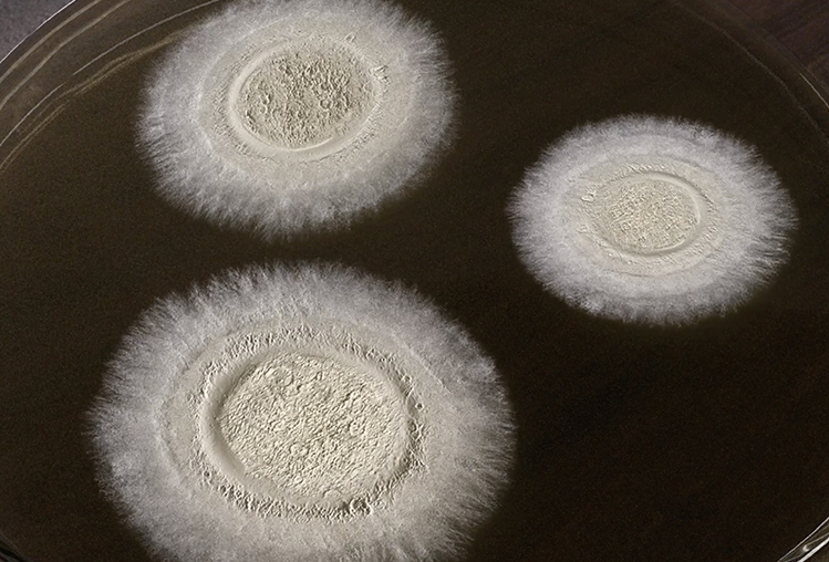 Boveril® Evo: solução biológica para o controle eficaz do ácaro-rajado no cultivo de café