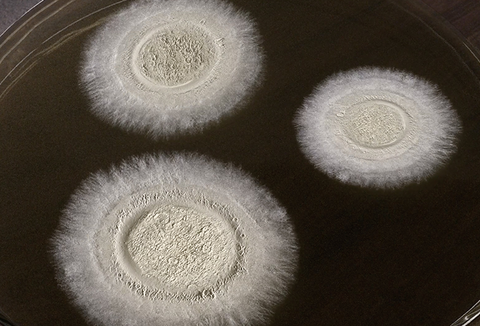 Boveril® Evo: solução biológica para o controle eficaz do ácaro-rajado no cultivo de café