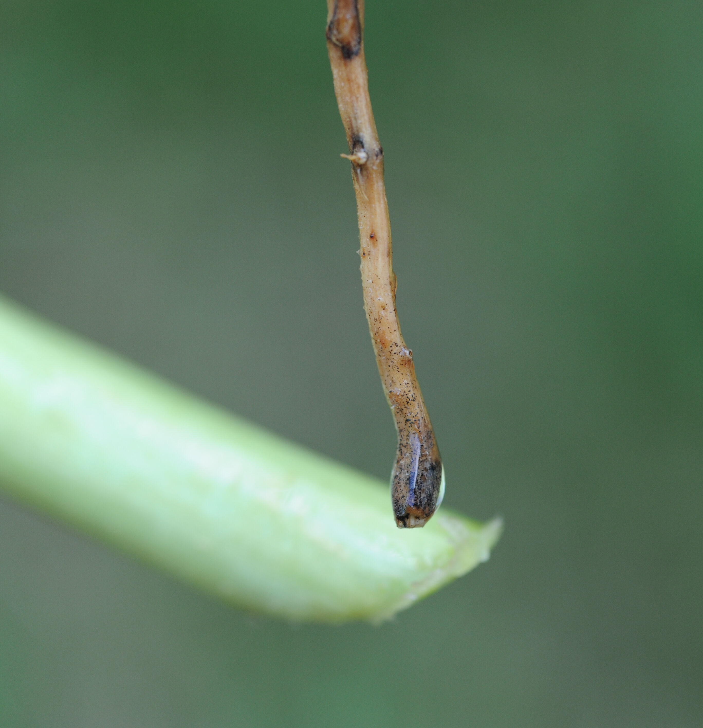 Terranem - Ficha de Emergência